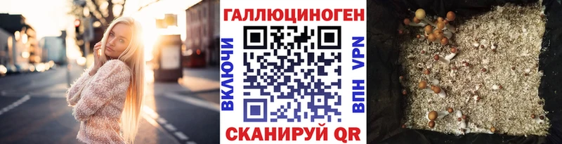 купить закладку  Тайшет  Псилоцибиновые грибы мицелий 